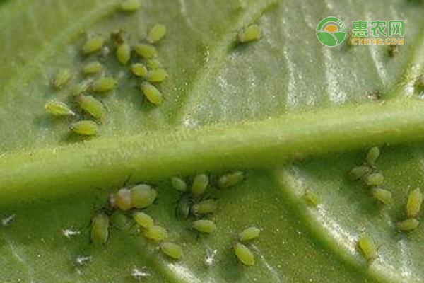 豆角蚜蟲怎樣防治？有哪些特效藥？-圖片版權(quán)歸惠農(nóng)網(wǎng)所有