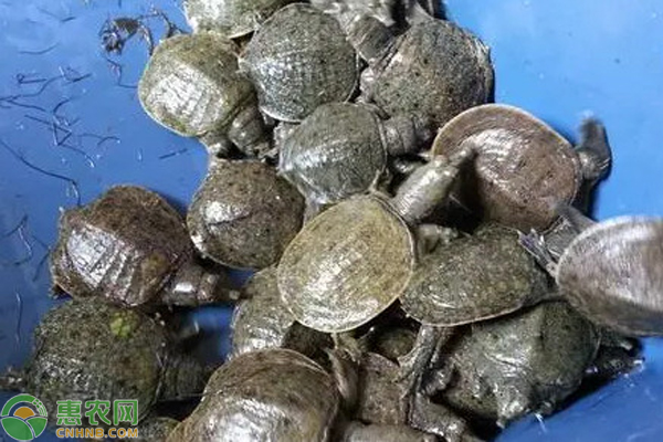 甲魚養(yǎng)殖技術(shù)池塘-圖片版權(quán)歸惠農(nóng)網(wǎng)所有
