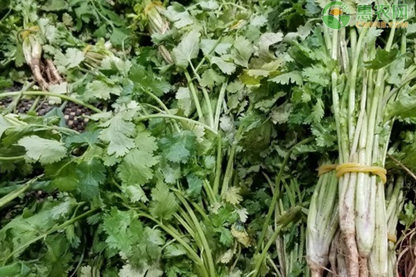 什么時(shí)候種香菜最好？-圖片版權(quán)歸惠農(nóng)網(wǎng)所有