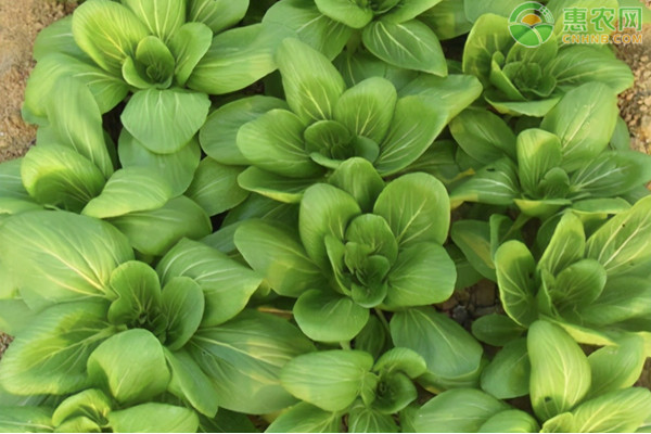 上海青菜種植時(shí)間和方法-圖片版權(quán)歸惠農(nóng)網(wǎng)所有