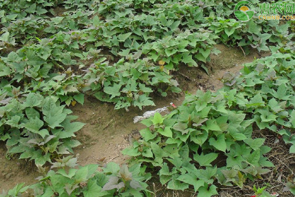 紅薯種植時間和方法-圖片版權(quán)歸惠農(nóng)網(wǎng)所有