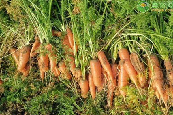 胡蘿卜種植方法-圖片版權(quán)歸惠農(nóng)網(wǎng)所有