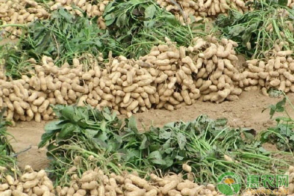 花生種植時間和方法及管理技術(shù)-圖片版權(quán)歸惠農(nóng)網(wǎng)所有