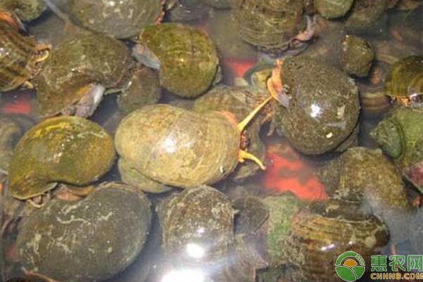 田螺吃什么？如何喂養(yǎng)？-圖片版權歸惠農網所有