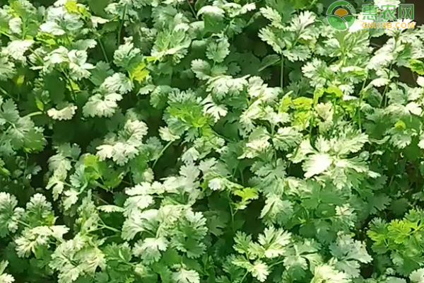 什么時(shí)候種香菜最好？-圖片版權(quán)歸惠農(nóng)網(wǎng)所有