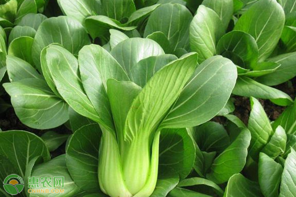 上海青菜種植時(shí)間和方法-圖片版權(quán)歸惠農(nóng)網(wǎng)所有