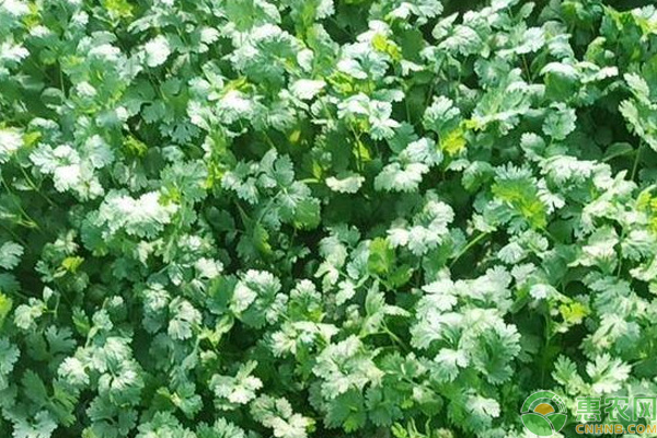 什么時(shí)候種香菜最好？-圖片版權(quán)歸惠農(nóng)網(wǎng)所有