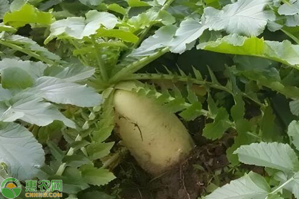 蘿卜種植時(shí)間和方法-圖片版權(quán)歸惠農(nóng)網(wǎng)所有
