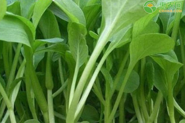 雞毛菜的種植時間與方法-圖片版權(quán)歸惠農(nóng)網(wǎng)所有