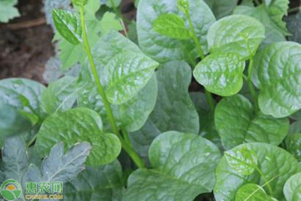 木耳菜的種植時(shí)間與方法-圖片版權(quán)歸惠農(nóng)網(wǎng)所有
