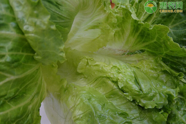 生菜的種植方法和時(shí)間-圖片版權(quán)歸惠農(nóng)網(wǎng)所有