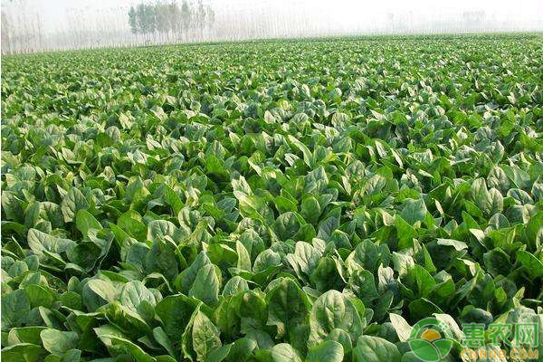 菠菜種植時(shí)間和種植方法介紹-圖片版權(quán)歸惠農(nóng)網(wǎng)所有