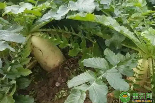 蘿卜的種植方法和時(shí)間-圖片版權(quán)歸惠農(nóng)網(wǎng)所有