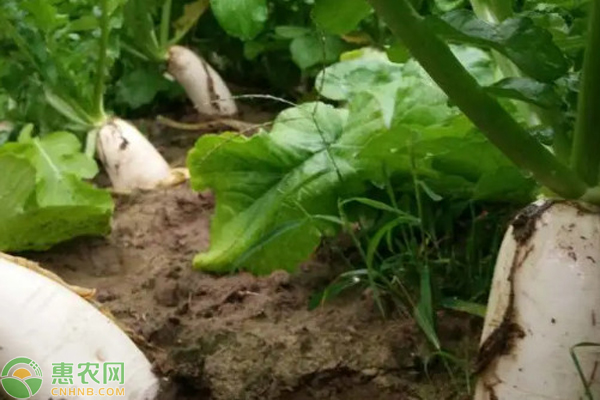 蘿卜的種植方法和時(shí)間-圖片版權(quán)歸惠農(nóng)網(wǎng)所有