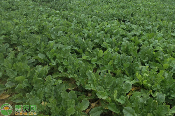 白蘿卜的種植方法和時間-圖片版權(quán)歸惠農(nóng)網(wǎng)所有