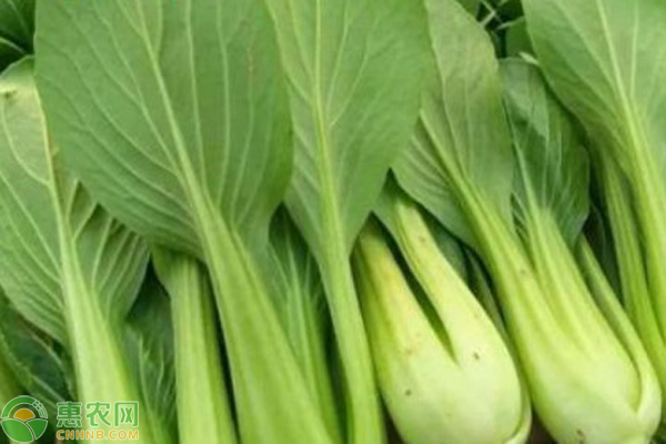 雞毛菜的種植時間與方法-圖片版權(quán)歸惠農(nóng)網(wǎng)所有