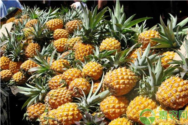 菠蘿種植時(shí)間和種植方法介紹-圖片版權(quán)歸惠農(nóng)網(wǎng)所有