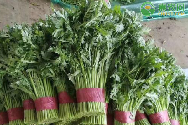 茼蒿的種植季節(jié)和種植方法-圖片版權(quán)歸惠農(nóng)網(wǎng)所有