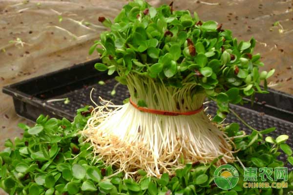 萝卜苗的种植方法-图片版权归惠农网所有
