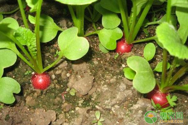 蘿卜的種植方法步驟-圖片版權(quán)歸惠農(nóng)網(wǎng)所有