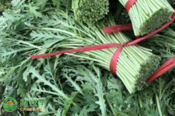茼蒿的種植季節(jié)和種植方法-圖片版權(quán)歸惠農(nóng)網(wǎng)所有
