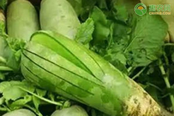 怎么種蘿卜的簡單方法-圖片版權(quán)歸惠農(nóng)網(wǎng)所有