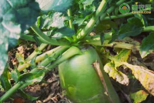 蘿卜種植間距多少合適？-圖片版權(quán)歸惠農(nóng)網(wǎng)所有