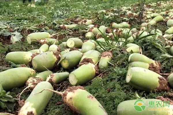 蘿卜種植間距多少合適？-圖片版權(quán)歸惠農(nóng)網(wǎng)所有