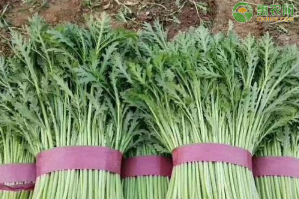 茼蒿的種植季節(jié)和種植方法-圖片版權(quán)歸惠農(nóng)網(wǎng)所有