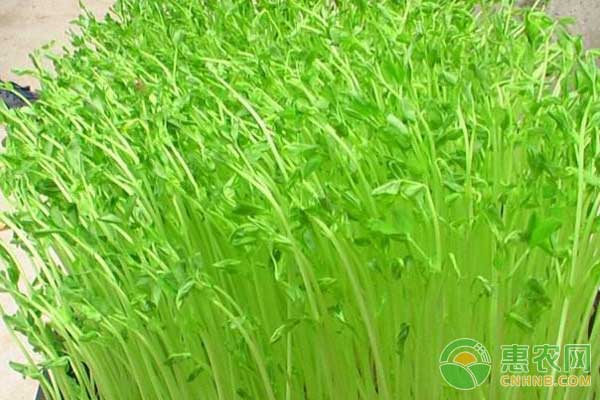 萝卜苗的种植方法-图片版权归惠农网所有