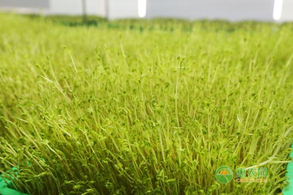 水培萝卜苗的种植方法-图片版权归惠农网所有
