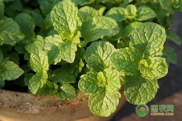 薄荷的種植方法和種植時間-圖片版權(quán)歸惠農(nóng)網(wǎng)所有