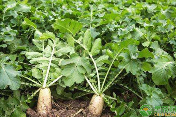 蘿卜的最佳種植時間-圖片版權(quán)歸惠農(nóng)網(wǎng)所有