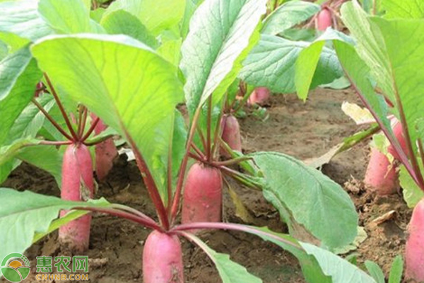 蘿卜的最佳種植時間-圖片版權(quán)歸惠農(nóng)網(wǎng)所有