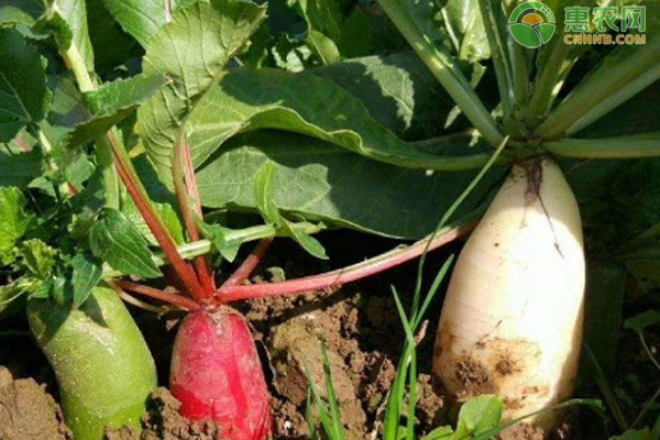 蘿卜的最佳種植時間-圖片版權(quán)歸惠農(nóng)網(wǎng)所有