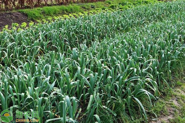 大蒜什么時(shí)候種植最佳？-圖片版權(quán)歸惠農(nóng)網(wǎng)所有