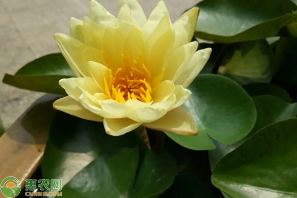 睡蓮正確的栽種方法-圖片版權(quán)歸惠農(nóng)網(wǎng)所有