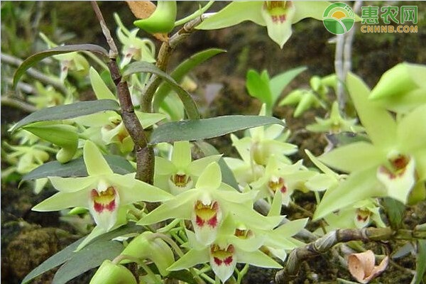 鐵皮石斛的種植方法-圖片版權(quán)歸惠農(nóng)網(wǎng)所有