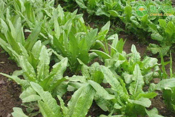 油麥菜的種植方法和時(shí)間-圖片版權(quán)歸惠農(nóng)網(wǎng)所有