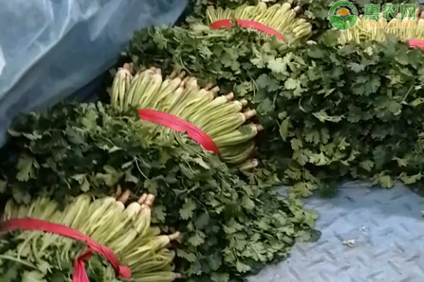 種植香菜的正確方法-圖片版權(quán)歸惠農(nóng)網(wǎng)所有