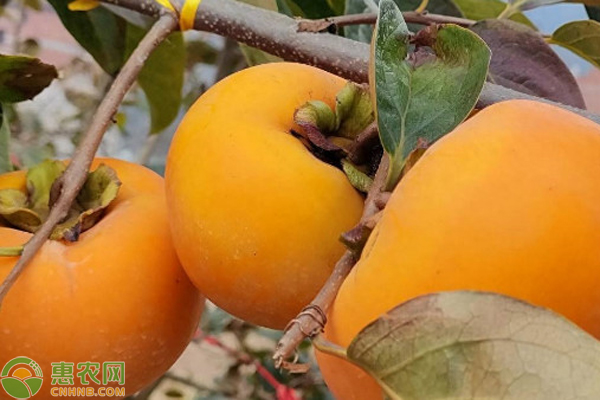 柿子樹秋冬管理要點-圖片版權歸惠農(nóng)網(wǎng)所有