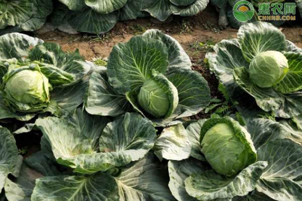 甘藍(lán)菜種植時(shí)間和方法-圖片版權(quán)歸惠農(nóng)網(wǎng)所有
