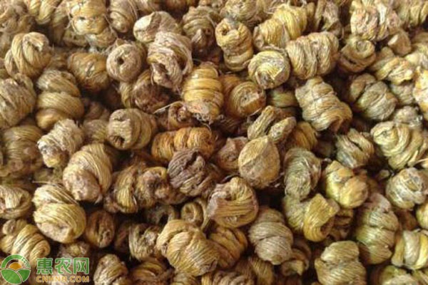鐵皮石斛的種植方法-圖片版權(quán)歸惠農(nóng)網(wǎng)所有