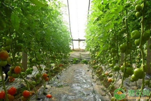 旱地西紅柿種植技術(shù)-圖片版權(quán)歸惠農(nóng)網(wǎng)所有
