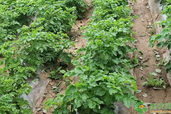 地膜马铃薯种植技术要点-图片版权归惠农网所有