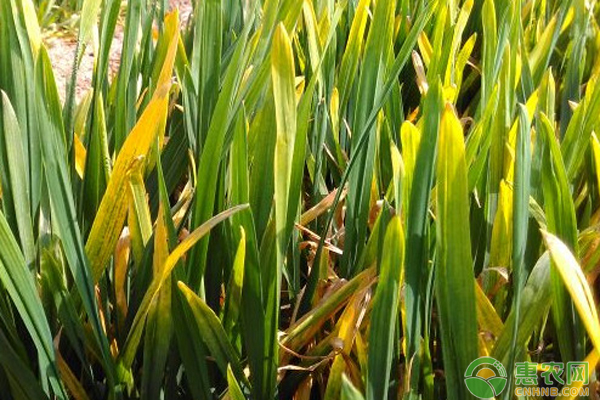 小麥早衰的發(fā)生原因及防治對(duì)策-圖片版權(quán)歸惠農(nóng)網(wǎng)所有