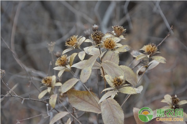 蒼術(shù)種植技術(shù)與栽培管理-圖片版權(quán)歸惠農(nóng)網(wǎng)所有