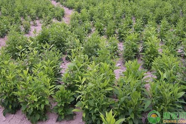 蒼術(shù)種植技術(shù)與栽培管理-圖片版權(quán)歸惠農(nóng)網(wǎng)所有