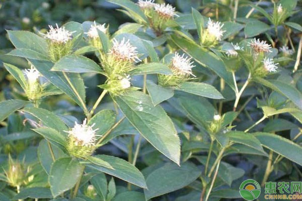 蒼術(shù)種植技術(shù)與栽培管理-圖片版權(quán)歸惠農(nóng)網(wǎng)所有