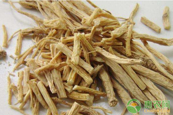 白條黨參的種植方法-圖片版權(quán)歸惠農(nóng)網(wǎng)所有